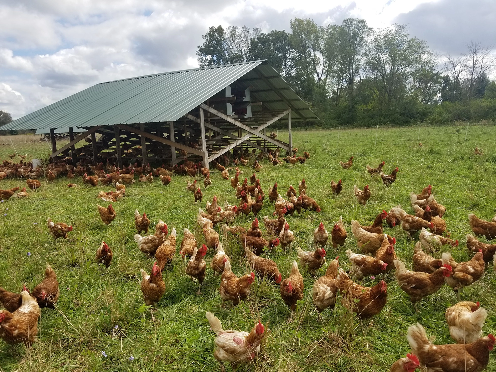 Illinois ‘chicken bill’ aims to boost small poultry farms, expand access to their products