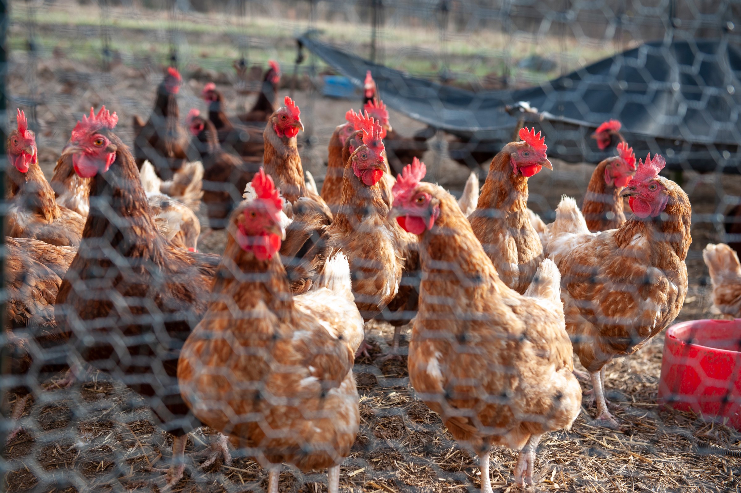 Governor Signs HB2196 into Law, Expanding Poultry Processing Access for Illinois Farmers