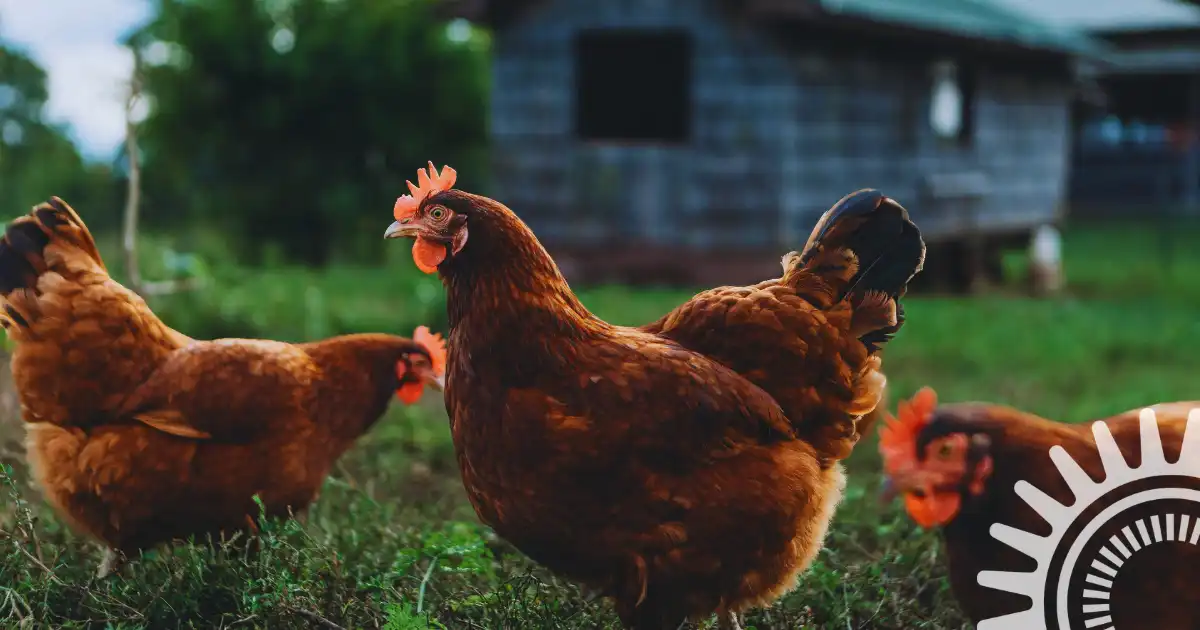 a closeup image of chickens free-ranging in a pasture in front of an old farm building