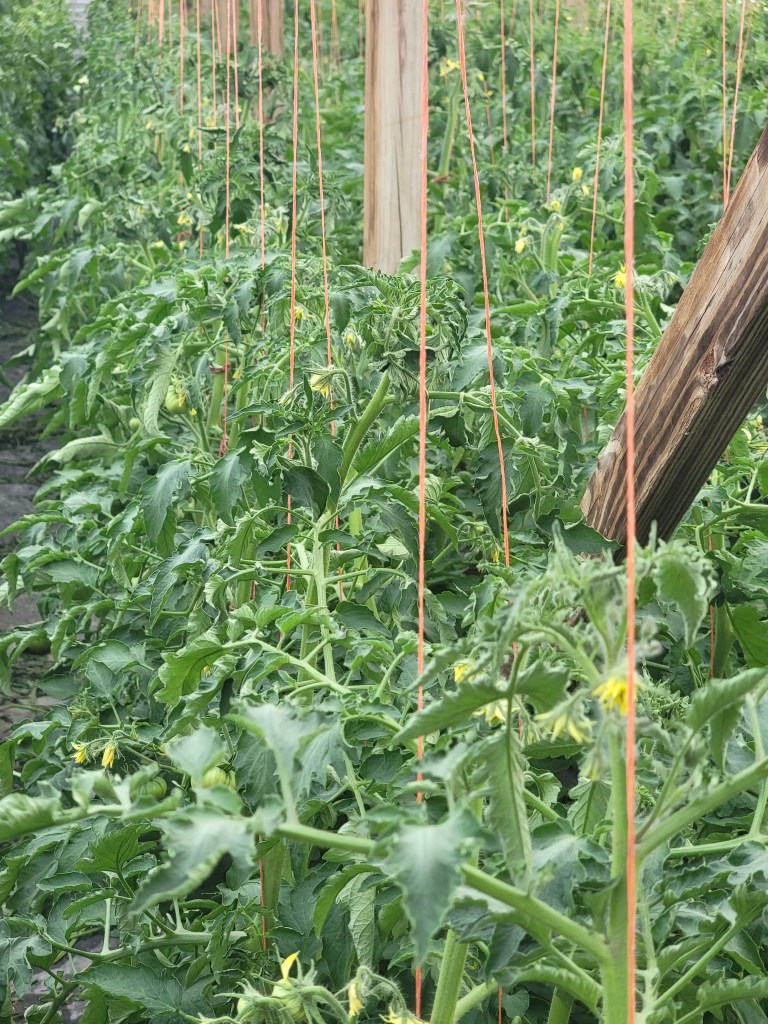 Row of tomato plants supported with string, showing lush green leaves and yellow flowers in a greenhouse setting.