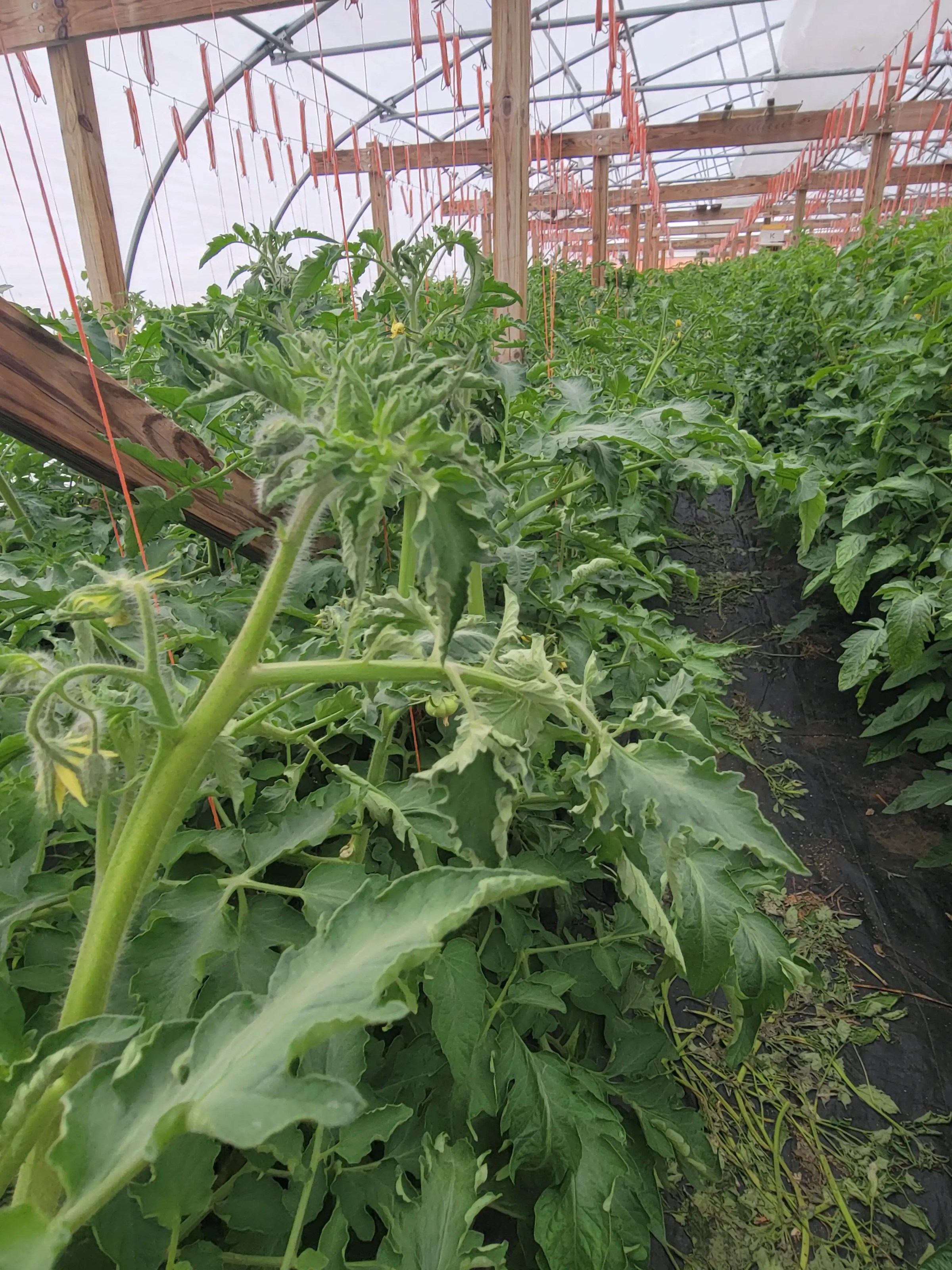 Tommy Could Lose His Farm to Pesticide Drift. Could Your Farm or Community Be Next?